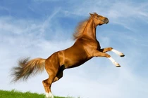 Qua Rằm tháng 7 âm: 3 tuổi may mắn bạt ngàn, thu vàng hút bạc 