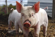 Giá heo hơi hôm nay 7/8: Đứng yên, nơi cao nhất 63.000 đồng/kg