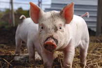 Giá heo hơi hôm nay 7/8: Đứng yên, nơi cao nhất 63.000 đồng/kg