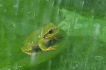 Nuốt chửng ếch để chữa bệnh, người đàn ông gặp họa suýt chết