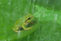 Nuốt chửng ếch để chữa bệnh, người đàn ông gặp họa suýt chết