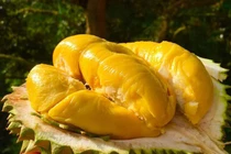 Cô gái 27 tuổi qua đời vì ăn quá nhiều sầu riêng