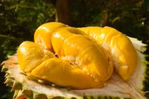 Cô gái 27 tuổi qua đời vì ăn quá nhiều sầu riêng