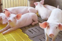 Giá heo hơi hôm nay 16/7: Biến động, tăng cao nhất 3.000 đồng/kg