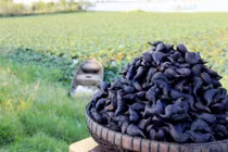 Củ ấu khá rắn, ruột ấu trắng tinh, ngọt ngậy làm bọn trẻ thích mê