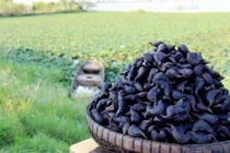 Củ ấu khá rắn, ruột ấu trắng tinh, ngọt ngậy làm bọn trẻ thích mê