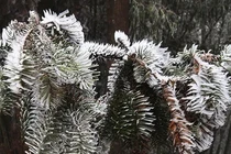 Miền Bắc rét đậm rét hại, vùng núi cao có nơi 0 độ C