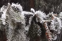 Miền Bắc rét đậm rét hại, vùng núi cao có nơi 0 độ C