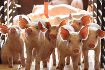 Giá heo hơi hôm nay 18/7: Tiếp đà đi ngang, miền Bắc cao nhất