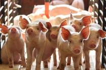 Giá heo hơi hôm nay 18/7: Tiếp đà đi ngang, miền Bắc cao nhất