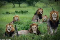 Lạ lùng sư tử bờm đem, quyền lực đỉnh cao vẫn FA không lối thoát 