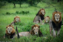 Lạ lùng sư tử bờm đem, quyền lực đỉnh cao vẫn FA không lối thoát 