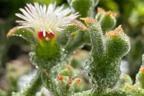 Loại rau quý tộc trông như pha lê là "thần dược" cho người mỡ máu