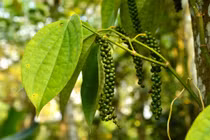 Giá tiêu hôm nay 21/7: Ổn định quanh mốc 67.000 - 70.500 đồng/kg