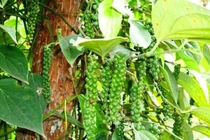 Giá tiêu hôm nay 23/7: Lặng sóng, duy trì xu hướng ổn định