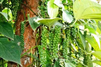 Giá tiêu hôm nay 23/7: Lặng sóng, duy trì xu hướng ổn định