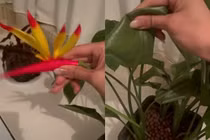 Đặt báo thức tưới cây mỗi ngày, cô gái sốc khi biết sự thật