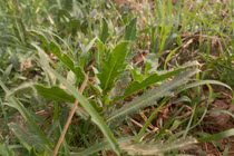 3 loại rau dại này ăn thì ngon nhưng cẩn thận trúng độc