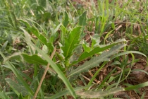 3 loại rau dại này ăn thì ngon nhưng cẩn thận trúng độc