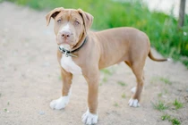 Cô gái bị chó pitbull cắn phải khâu 100 mũi khắp người