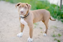 Cô gái bị chó pitbull cắn phải khâu 100 mũi khắp người