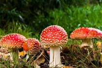 Hái nấm sau mưa để ăn, cả gia đình gặp họa sát thân 