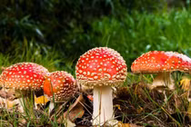 Hái nấm sau mưa để ăn, cả gia đình gặp họa sát thân 