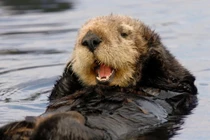 “Lật tẩy” bộ mặt thật rái cá, chuyên cưỡng bức hải cẩu con