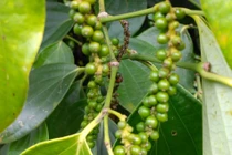 Giá tiêu hôm nay 1/8: Tăng mạnh, cao nhất 71.500 đồng/kg