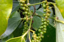 Giá tiêu hôm nay 1/8: Tăng mạnh, cao nhất 71.500 đồng/kg