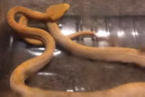 Đúng ngày siêu trăng xanh, hoảng hồn chạm trán bạch xà “thần thánh”