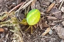 Đi rừng thấy dưa hấu mini, hoảng hồn là quái vật cực dị