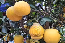 Độc đáo thị trường bưởi bonsai hình hồ lô dịp Tết Canh Tý 2020