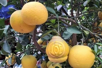 Độc đáo thị trường bưởi bonsai hình hồ lô dịp Tết Canh Tý 2020