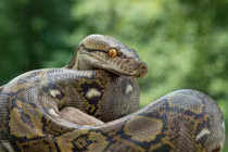 Đi vệ sinh nửa đêm, "chết đứng" thấy trăn khổng lồ nhìn chằm chằm