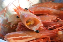 Đầu tôm có độc? 4 nhóm người này phải hạn chế ăn tôm