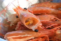 Đầu tôm có độc? 4 nhóm người này phải hạn chế ăn tôm