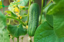 Bí và dưa chuột có vị này, bỏ ngay kẻo ngộ độc chết người 