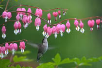 Người sinh vào 4 ngày Âm lịch này cả đời thanh nhàn, sung sướng