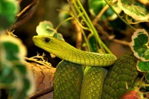 Tết 2024: 3 con giáp như Rồng đạp gió, đụng trúng núi vàng 