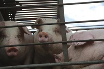 Đang cho lợn ăn thì đột quỵ, ông lão bị đàn lợn tấn công