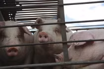 Đang cho lợn ăn thì đột quỵ, ông lão bị đàn lợn tấn công