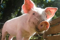 Giá heo hơi hôm nay 4/8: Đứng yên sau nhiều phiên giảm