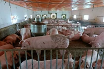 Giá heo hơi hôm nay 14/7: Giảm nhẹ, cao nhất 66.000 đồng/kg