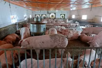 Giá heo hơi hôm nay 14/7: Giảm nhẹ, cao nhất 66.000 đồng/kg