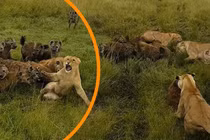 Video: Âm mưu lật đổ ngôi vương của sư tử và cái kết của linh cẩu