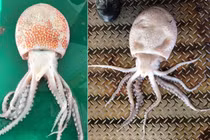 Đi câu bạch tuộc, sửng sốt phát hiện biến thể cực hiếm 