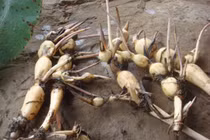 Thứ mọc đầy đồng có nơi ví như nhân sâm, trồng kiếm hàng trăm triệu