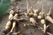 Thứ mọc đầy đồng có nơi ví như nhân sâm, trồng kiếm hàng trăm triệu