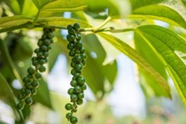 Giá tiêu hôm nay 2/8: Tiếp tục đà tăng, cao nhất 72.000 đồng/kg